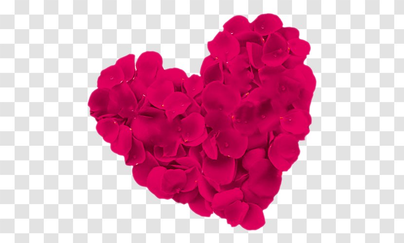 Beach Rose Heart Flower - Love Image Transparent PNG
