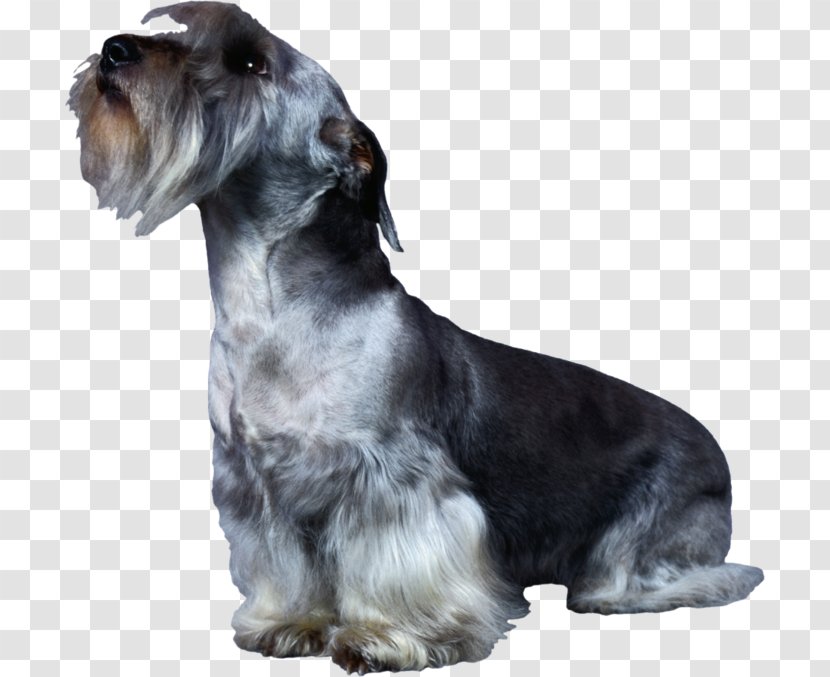 Miniature Schnauzer Cesky Terrier Standard Rare Breed (dog) Companion Dog - Photography - Mammal Transparent PNG