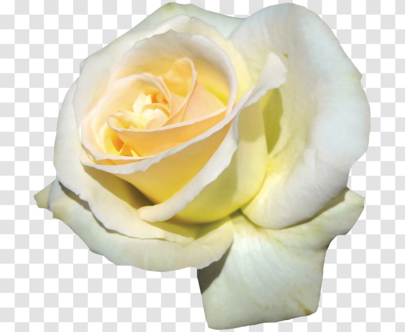 Garden Roses Cabbage Rose Floribunda Flower - Starlight Element Transparent PNG