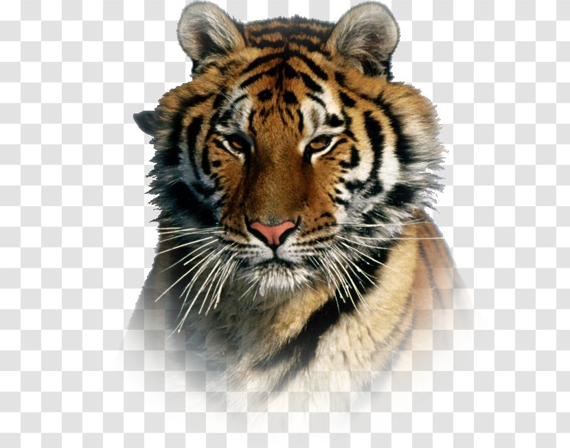 Siberian Tiger Bengal Cat Amur River - Snout Transparent PNG