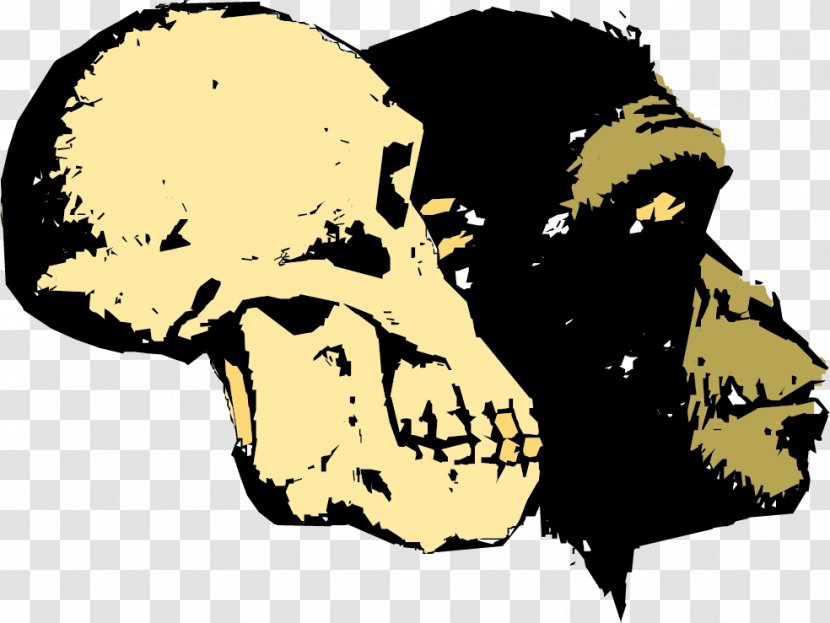 Ape Human Evolution Homo Sapiens Creationism - Head - Vector Skull And Gorilla Transparent PNG