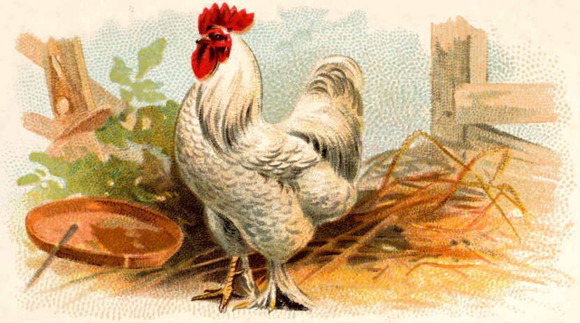 Sussex Chicken Cochin Japanese Bantam Phasianidae Rooster - Poultry - Cock Transparent PNG