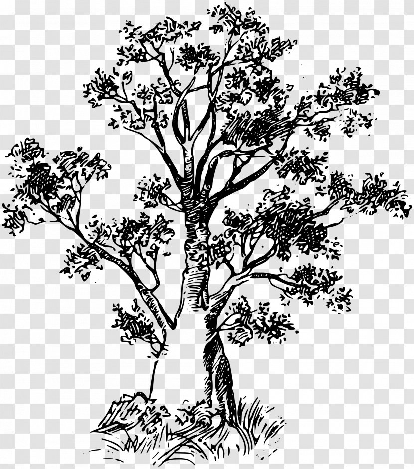 Baobab Tree - Flower Transparent PNG