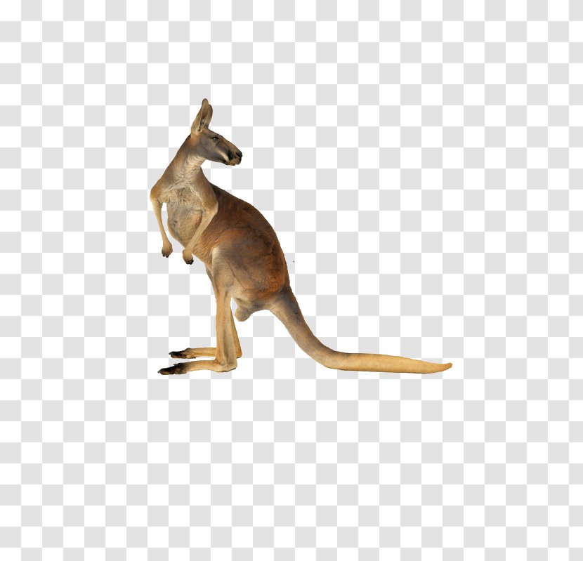 Red Kangaroo Australian-English, English-Australian - Theria Transparent PNG