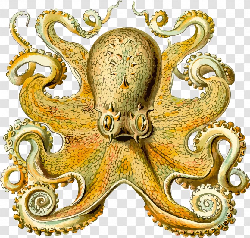 Art Forms In Nature Octopus Squid Orchidae Cephalopod - Octapus Transparent PNG