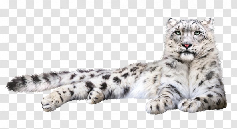 Felidae Snow Leopard Tiger Clip Art - Animal Prints In Transparent PNG