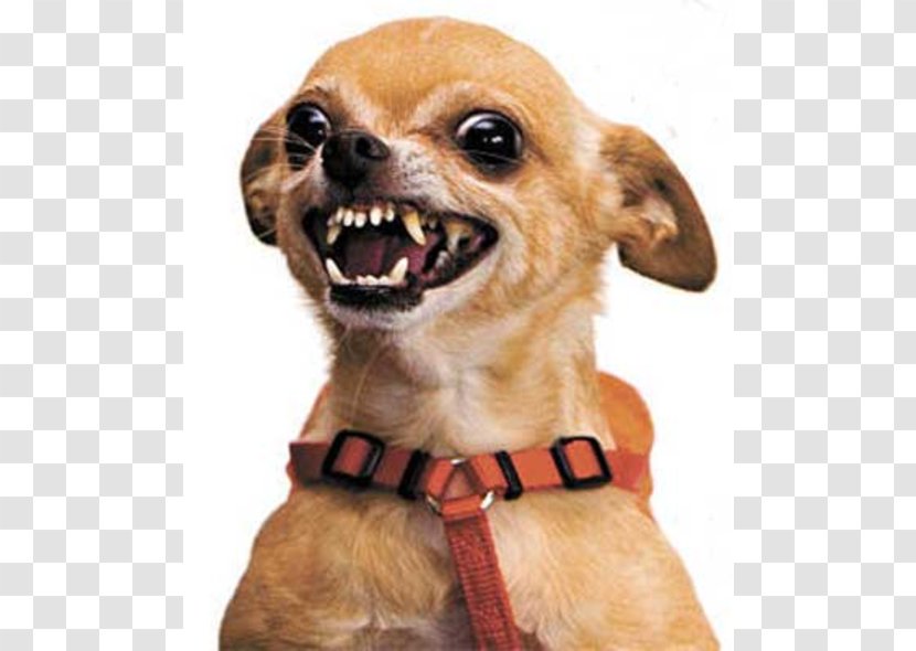 Chihuahua Tenor Pet - Snout - Snarl Transparent PNG