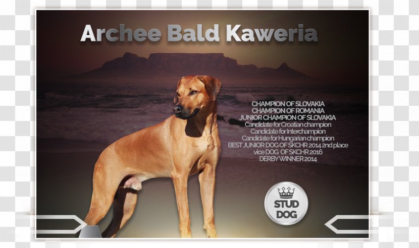 Dog Breed Rhodesian Ridgeback Italian Greyhound - Crossbreed Transparent PNG