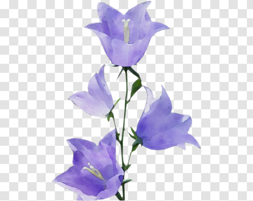 Lavender Transparent PNG