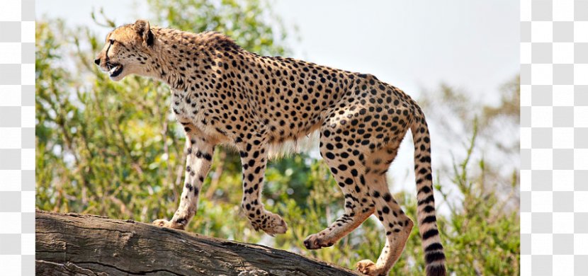 Asiatic Cheetah Cat Fastest Animals Save The South African - Big Cats Transparent PNG