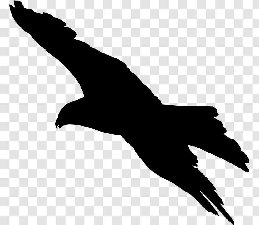 Bird Silhouette - Eagle - Seabird Falconiformes Transparent PNG