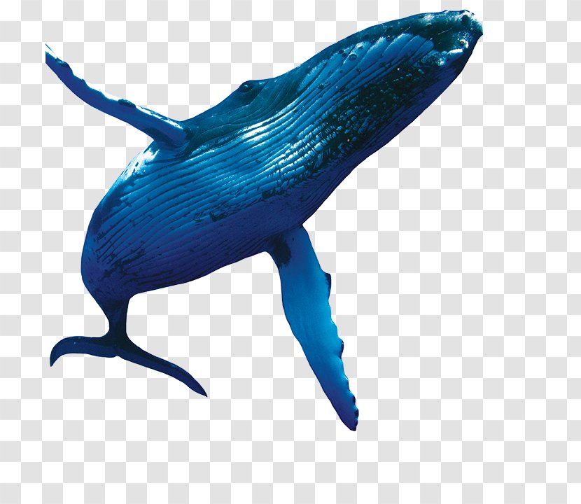 Dolphin Cobalt Blue Marine Biology - Fish Transparent PNG