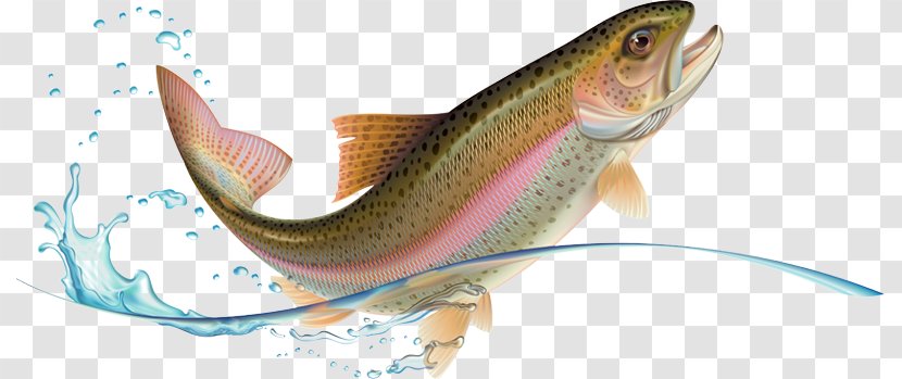 Rainbow Trout Stock Photography - Spotted Seatrout Transparent PNG