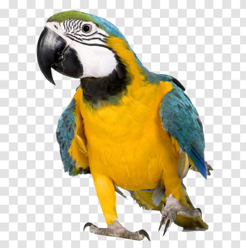 Talking Bird Budgerigar Macaw Pet - Shop Transparent PNG