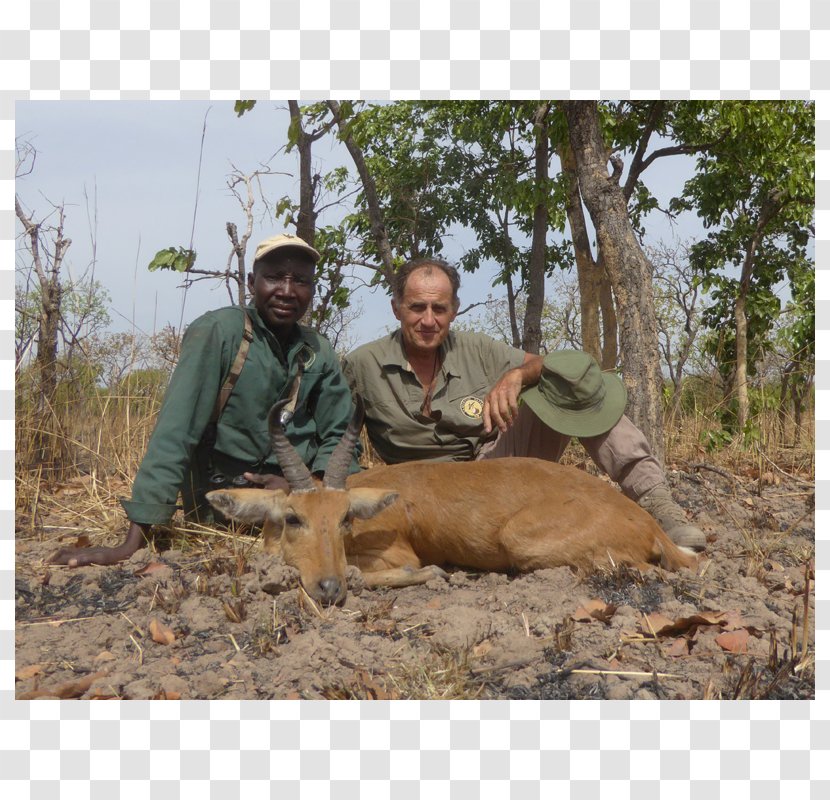 Vina Hunting Antelope Wildlife Bohor Reedbuck - Trophy - Cameroon Transparent PNG