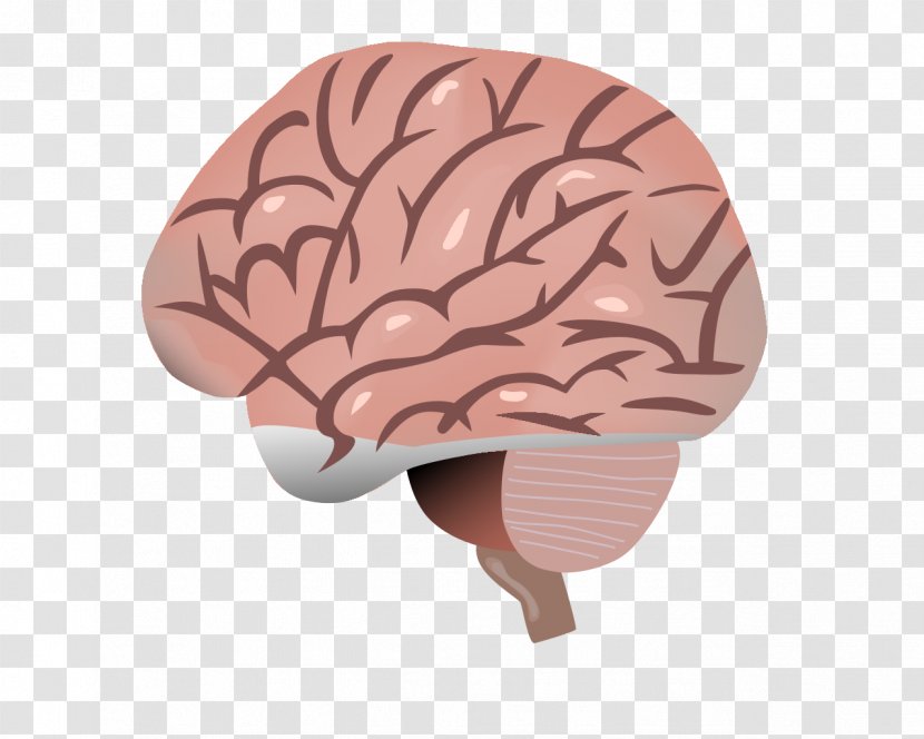 Brain Wikimedia Commons - Watercolor - Life Science Center Keilaniemi Transparent PNG