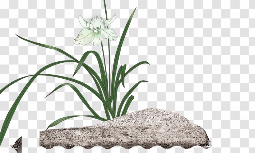 Moth Orchids Illustration - Grass - Stone Orchid Room Transparent PNG