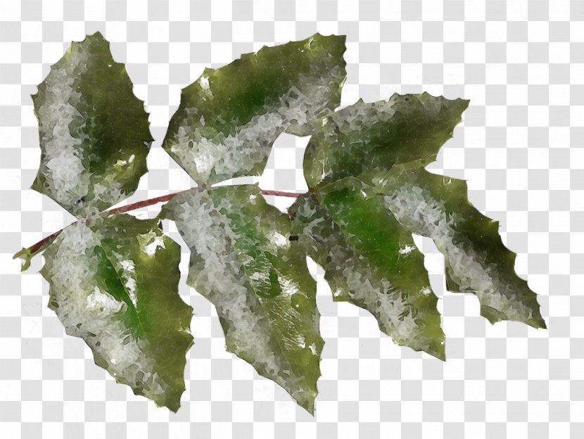 Holly - Wet Ink - Mahonia Plant Pathology Transparent PNG
