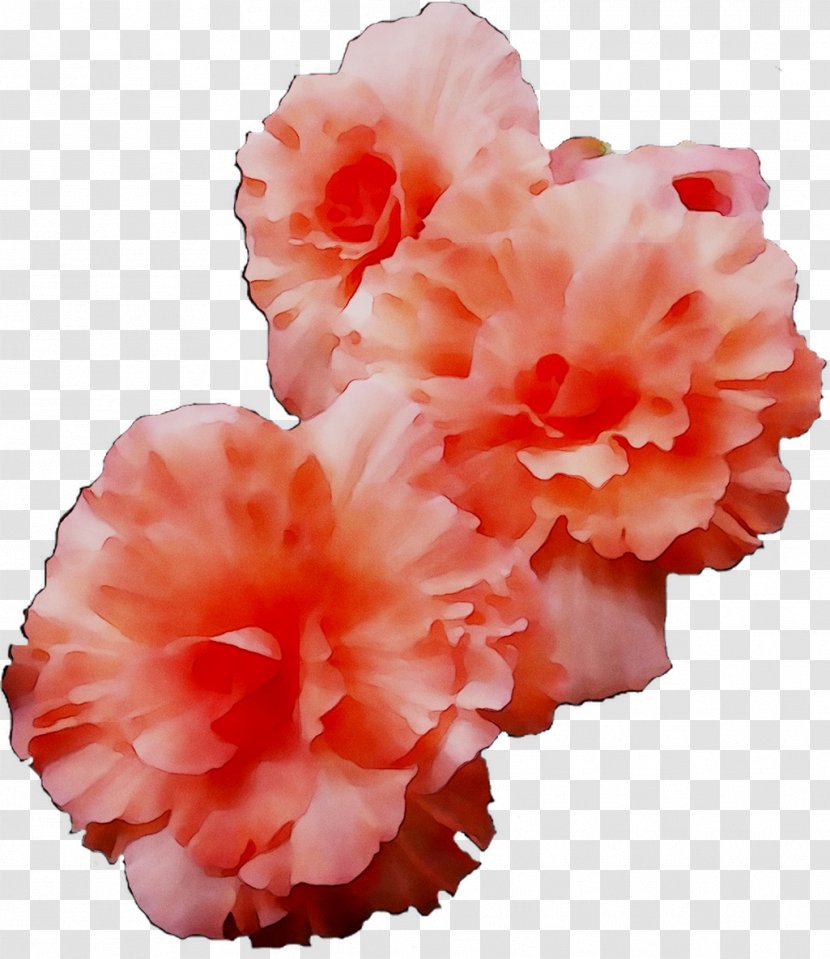 Azalea Carnation Cut Flowers IPhone XR Pink M - Artificial Flower - Flowering Plant Transparent PNG