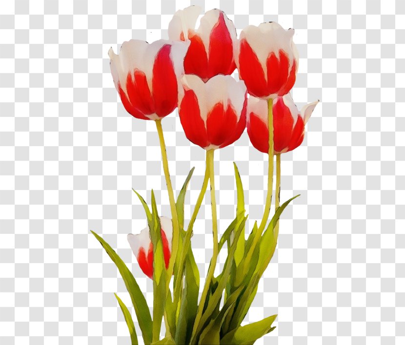 Flower Tulip Flowering Plant Petal - Lady - Lily Family Transparent PNG