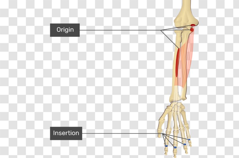 Hand Flexor Digitorum Superficialis Muscle Profundus Origin And Insertion Carpi Ulnaris - Radialis Transparent PNG