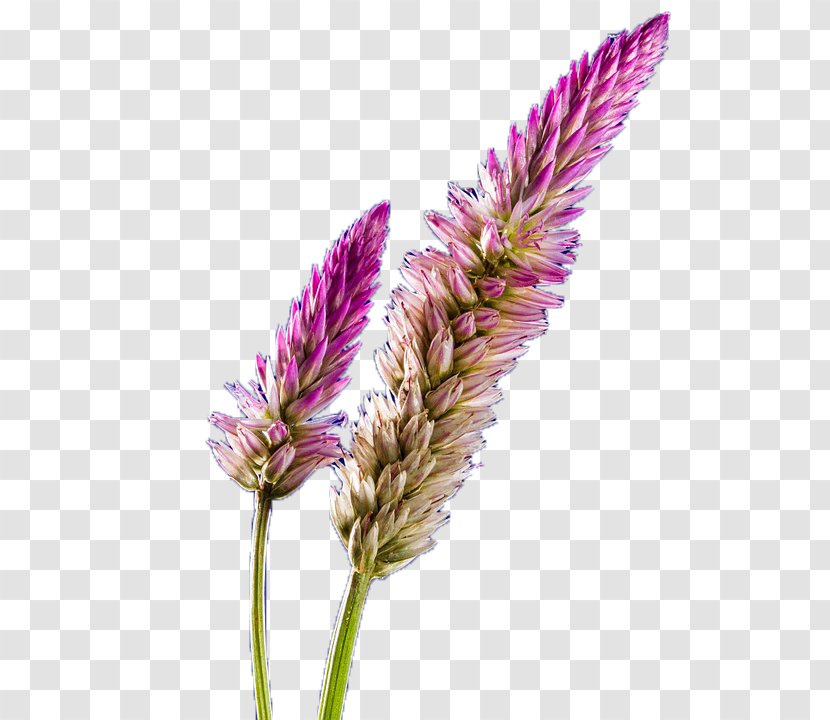 Purple Violet Google Images - Lavender Transparent PNG