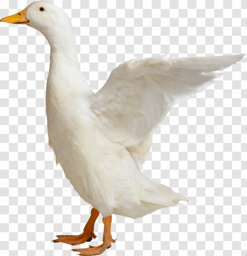 Duck Goose Bird Chicken - Waterfowl Transparent PNG