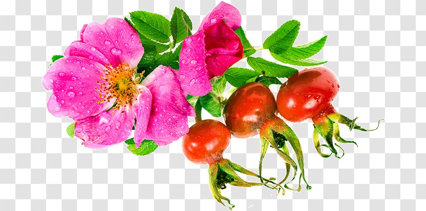 Floral Wreath - Rosa Glauca - Branch Rubiginosa Transparent PNG