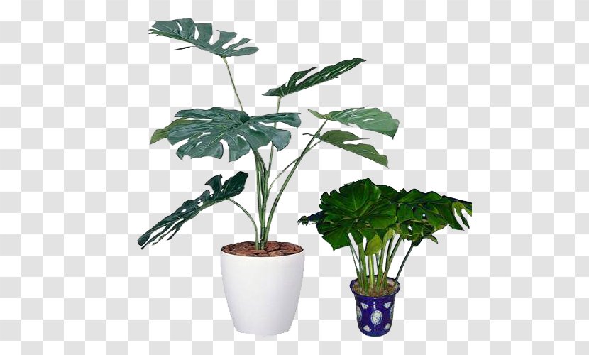 Swiss Cheese Plant Light Houseplant Photocatalysis - Philodendron - Small Potted Plants Transparent PNG