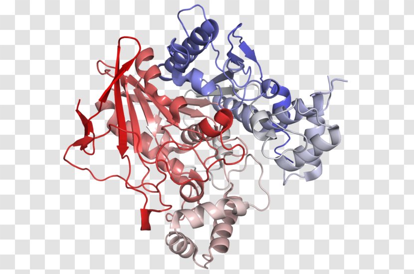 Butyrylcholinesterase Enzyme Acetylcholinesterase - Inhibitor - Cholinesterase Transparent PNG