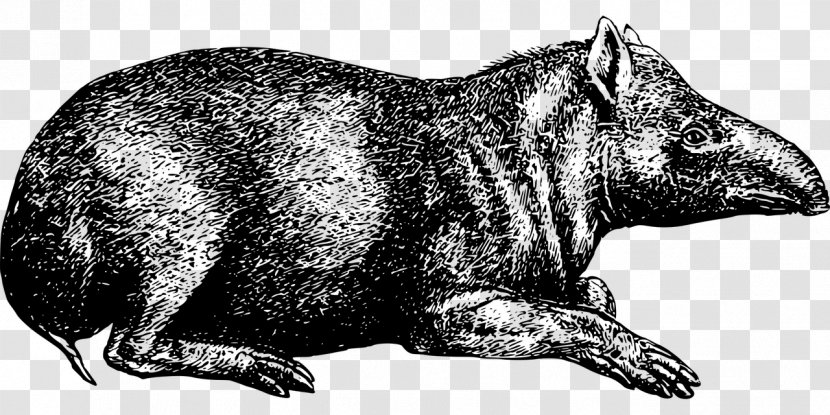 Raccoon Tapir Wombat Herbivore Animal - Wildlife Transparent PNG
