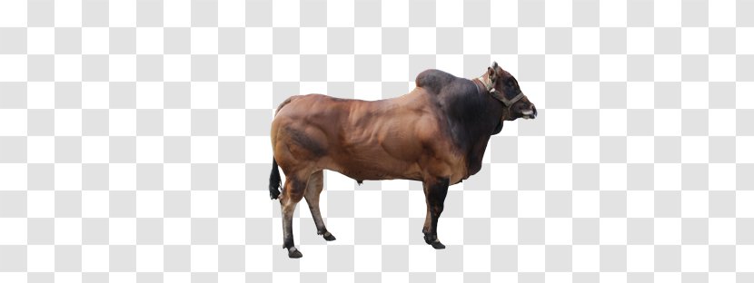 Zebu Madura Cattle Calf Beef Manding - Bull Transparent PNG