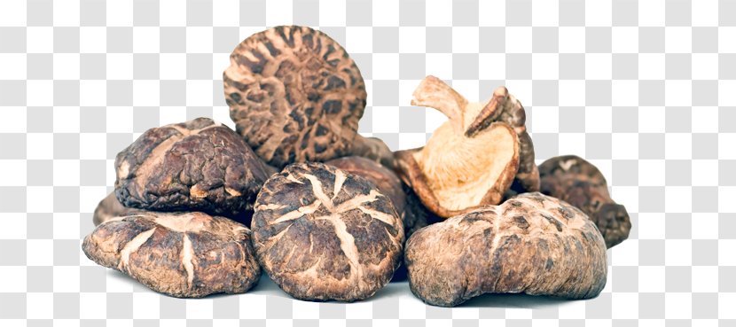 Shiitake Edible Mushroom Powder Fungus - Chaga Transparent PNG