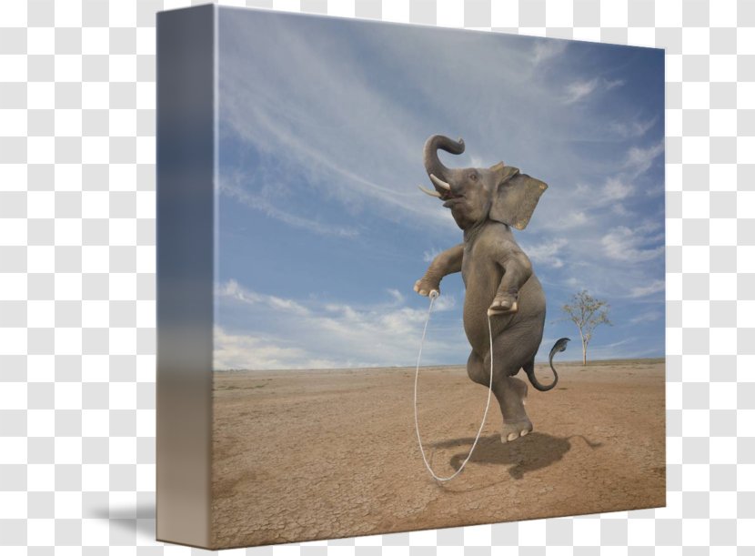 Indian Elephant Elephantidae Jumping Falls Church ELEPHANT JUMPS Thai - Jump Ropes Transparent PNG