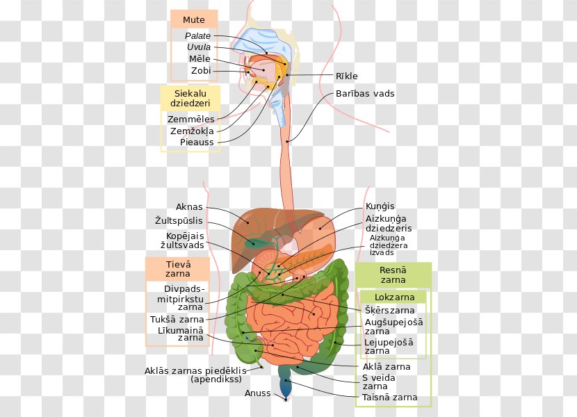 Human Digestive System Gastrointestinal Tract Digestion Anatomy Body - Flower - Cartoon Transparent PNG