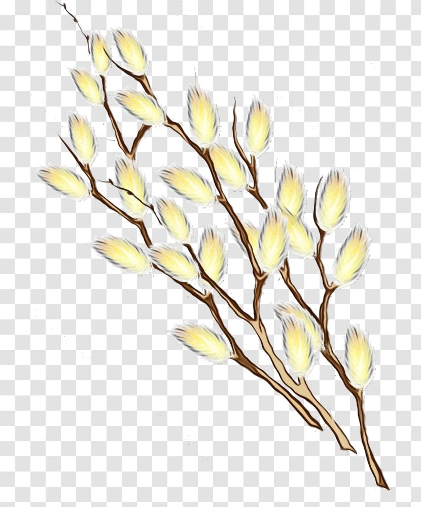 Flower Plant Yellow Branch Twig - Freesia - Cut Flowers Stem Transparent PNG