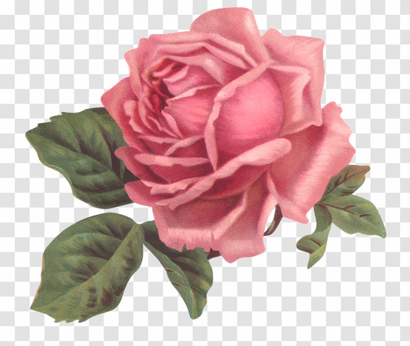 Vintage Clothing Flower Rose - Shabby Transparent PNG