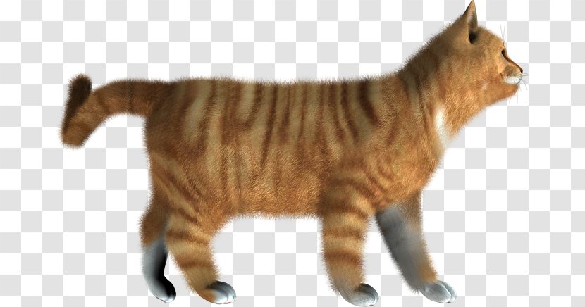 Cat Kitten Clip Art Desktop Wallpaper - European Shorthair Transparent PNG