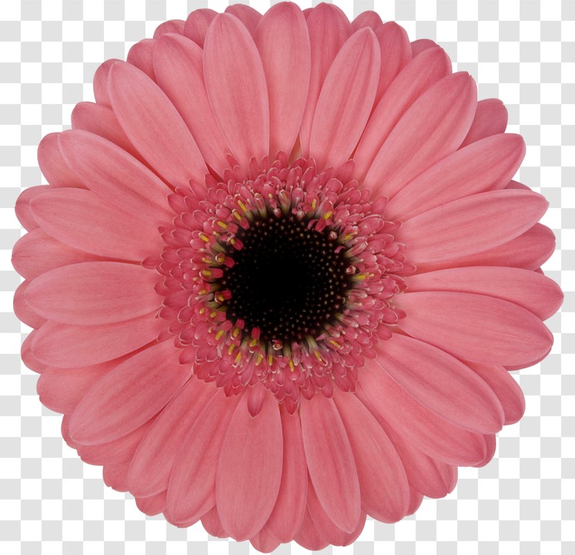 Transvaal Daisy Product Assortment Strategies Flower Floristry - Flowering Plant - Babbles Pattern Transparent PNG