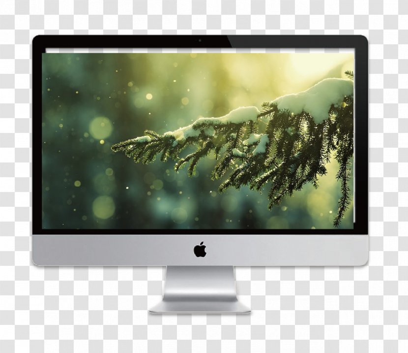 High-definition Television Pine Video Tree Wallpaper - Technology - Tablet Transparent PNG