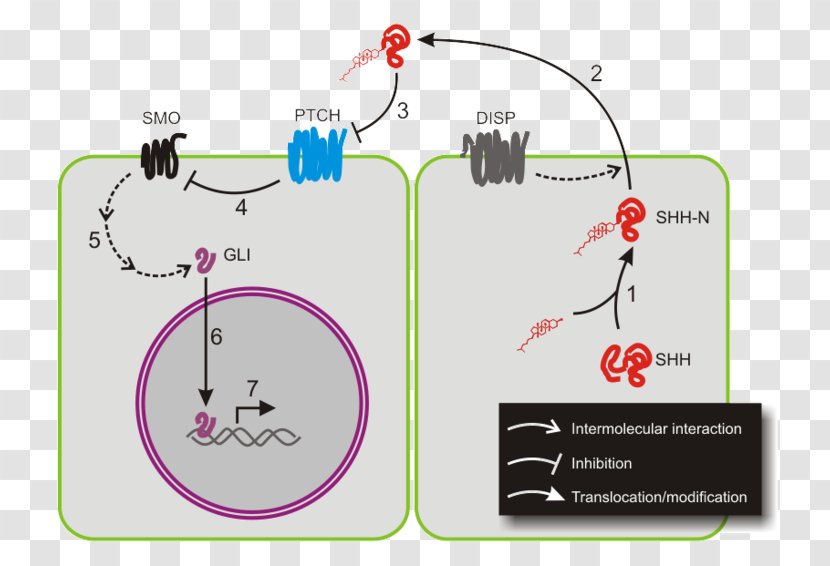 Hedgehog Signaling Pathway Sonic Cyclopamine Cell GLI1 - Vismodegib Transparent PNG