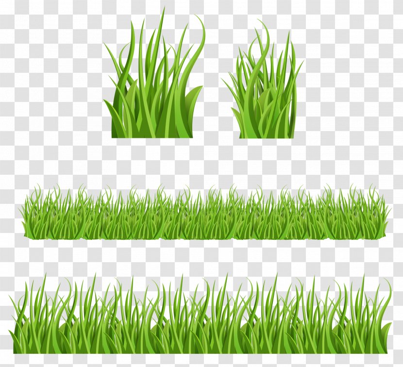 Lawn - Meadow - Grass Transparent PNG