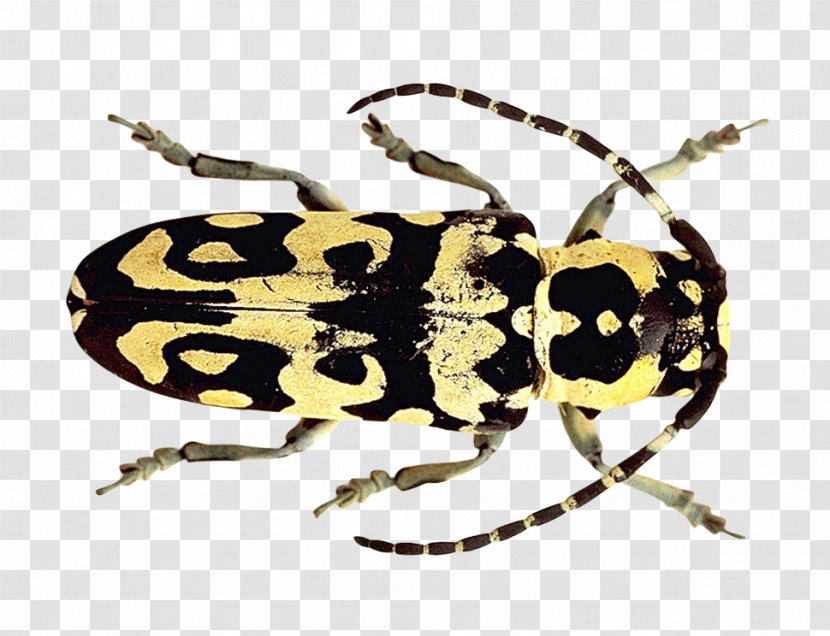 Beetle - Arthropod - Pest Transparent PNG