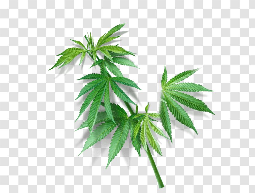 Hemp Cannabaceae Cannabis Sativa Navitas Organics Transparent PNG