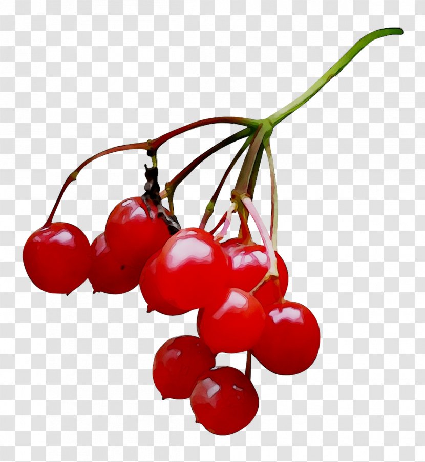 Lingonberry Pink Peppercorn Natural Foods Currant STXEA NR EUR - Flowering Plant Transparent PNG