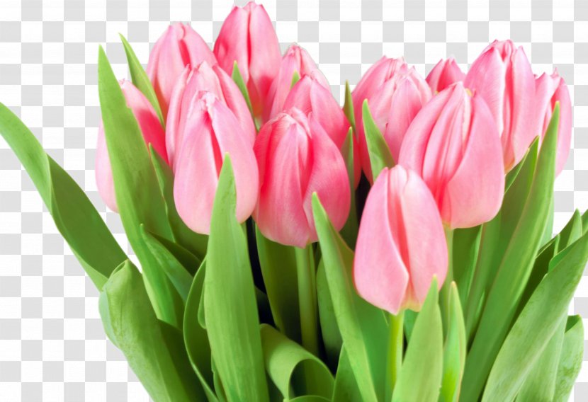 Flower Bouquet International Women's Day Tulip Woman - March 8 Transparent PNG