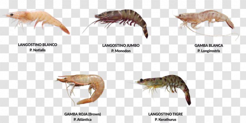 Prawns Deep-water Rose Shrimp Atlantic Ocean Animal - Decapoda Transparent PNG