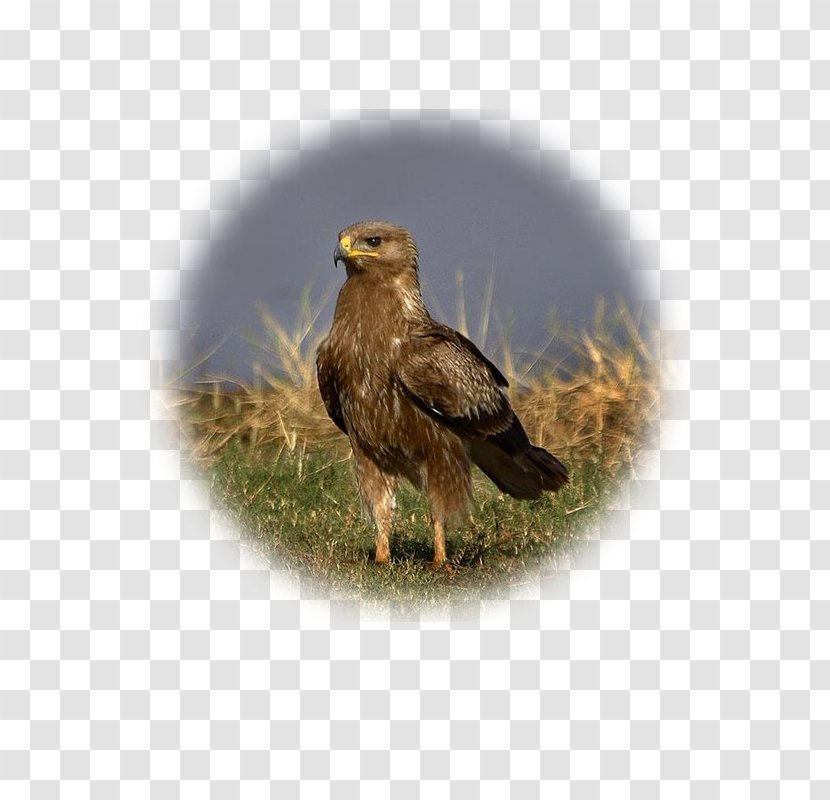 Bald Eagle Lesser Spotted Greater Golden - Buzzard Transparent PNG