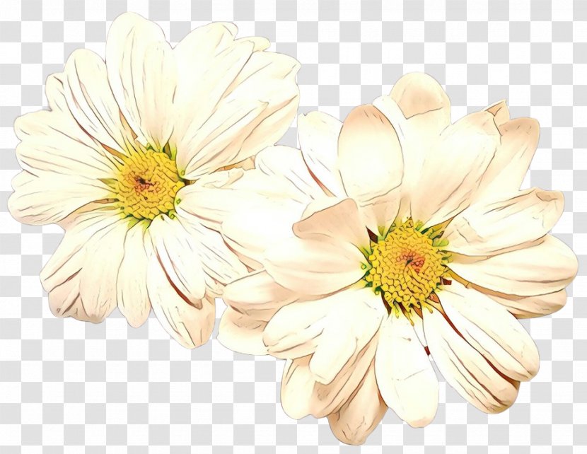 Floristry Chrysanthemum Transvaal Daisy Cut Flowers Yellow - Family Transparent PNG