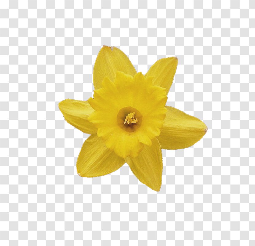 Photography Flower Daffodil Clip Art - Yellow Transparent PNG